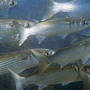 Image pour 'Grey Mullet / Scup'