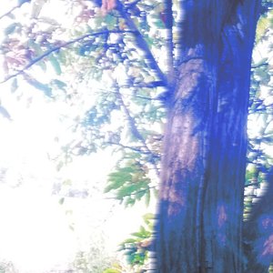 'Let's Walk on the Path of a Blue Cat'の画像