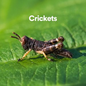 “Crickets”的封面