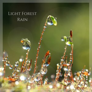 Imagem de 'Light Forest Rain'