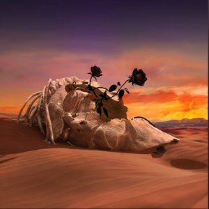 Bild für 'Black Rose'