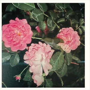 Image for 'Where Roses Bloom'