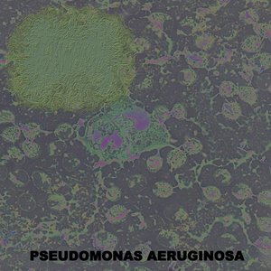 “Pseudomonas Aeruginosa”的封面