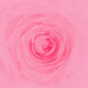 Image for 'camellia'