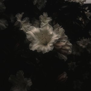 Image for 'Bando'