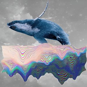 “Frail Whale”的封面