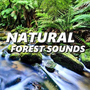 Bild för 'Natural Forest Sounds'