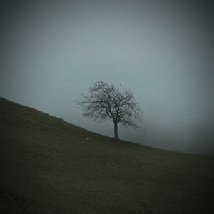 Immagine per 'The Lonely Tree'