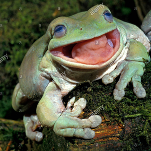 Jhineric