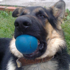 puppe1tmaster