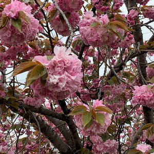 'Double Cherry Blossoms' için resim