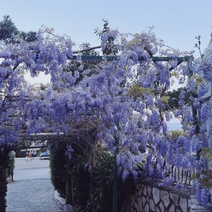 Image pour 'Wisteria'