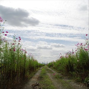 Bild för 'We Hum on the Way Home (2019 Mix)'