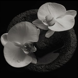 'Corpse Flower' için resim