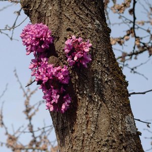 Zdjęcia dla 'Meeting with a Judas Tree'