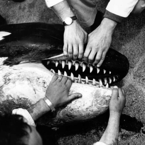 orcinusorca3