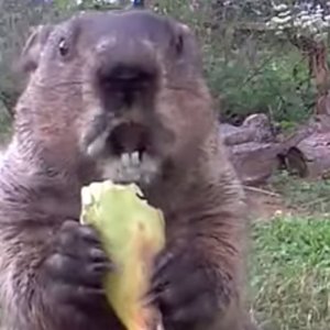 “Chunk The Groundhog”的封面