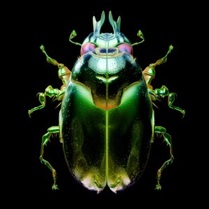 Image for 'Beetle'