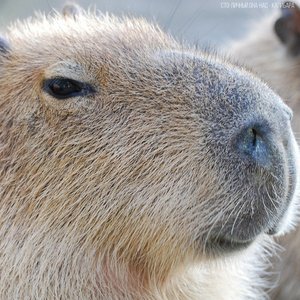 Bild für 'capybara'