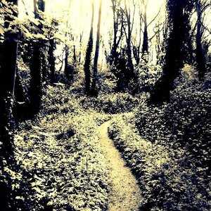 “Music From The Dark Branches”的封面