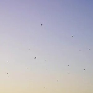 “Pianika”的封面