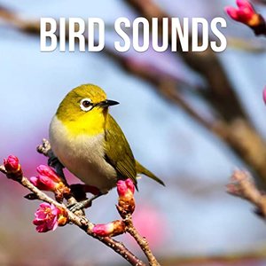 Immagine per 'Bird Sounds'