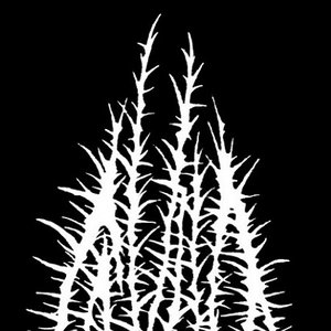 “Cavum”的封面