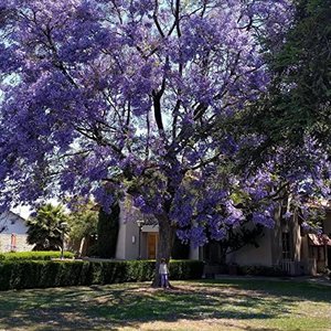 Purple Flowers - Single