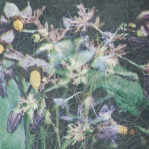Image for 'Between The Seed And The Timber'