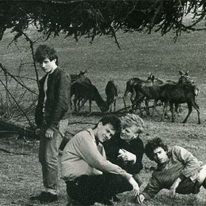 Image for 'The Shrubs'