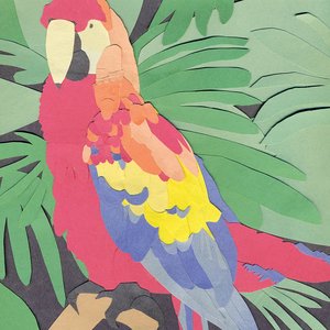 “Parrot Flies”的封面