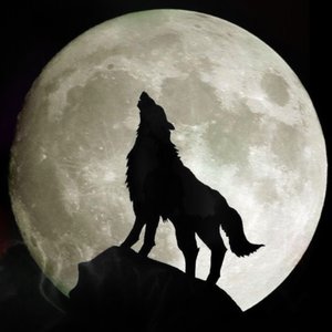 Bild für 'Wolf Tech'