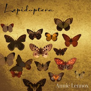Image for 'Lepidoptera'