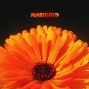 “Marigold”的封面