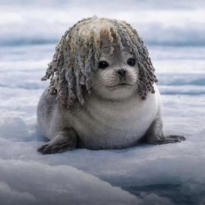 Image pour 'i <3 seals'