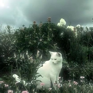 The_ghost_stimu