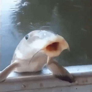 RyanoIrado