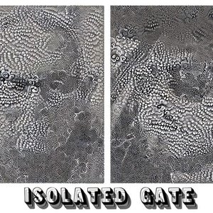 Image for 'Isolated Gate'
