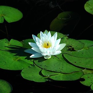 “Natural Sounds”的封面