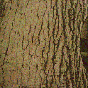 Image for 'Auf Wilden Pfaden / Im Einklang der Gewalten'
