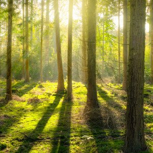 Zdjęcia dla 'Birds in Nature, Whistling Birds, Nature Sounds for Deep Sleep'