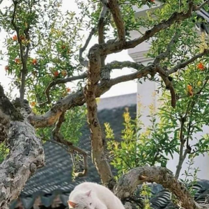 Catinatreespins