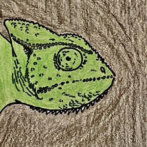 'The Chameleon'の画像