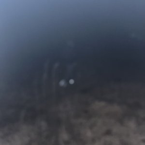 Image pour 'SHEDDINGG'