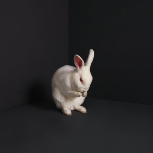 Image for 'Rabbits'