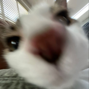 DanOfficial