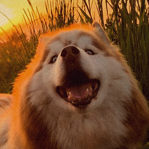 Malijesse