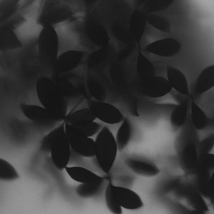 “Nightfall”的封面