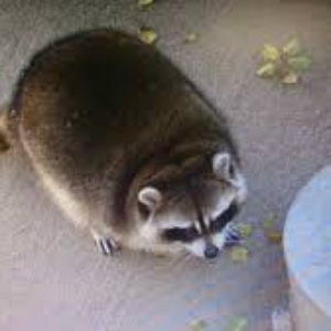 RaccoonPerson