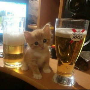 kitsikk